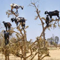 Goat Trees: Tales from the Other Side of the World